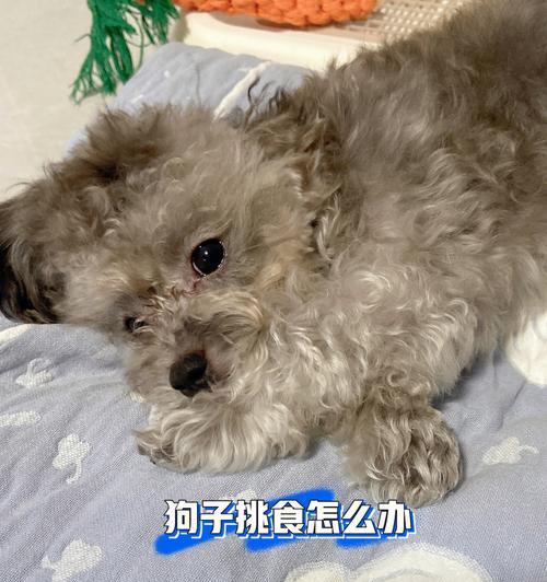 八个月的泰迪狗狗挑食怎么办？如何改善狗狗的挑食问题？