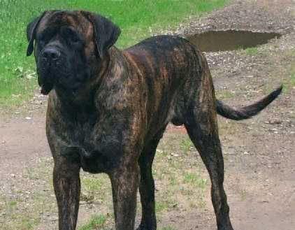 巴西菲勒犬有什么用？巴西菲勒犬的特点和用途有哪些？