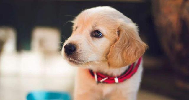 2个月小狗需要吃什么？幼犬的饮食安排有哪些建议？