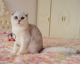 baby折耳猫发病怎么办？折耳猫的健康问题有哪些解决方法？
