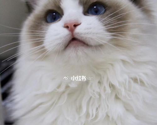 4个月蓝双布偶猫怎么养？蓝双布偶猫的饮食和护理有哪些建议？