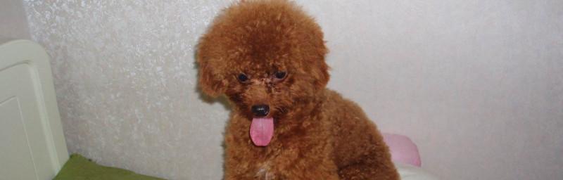 2个月的泰迪一天吃多少？泰迪幼犬的食量和饮食安排是怎样的？
