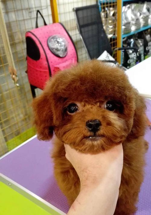 2个月的泰迪一天吃多少？泰迪幼犬的食量和饮食安排是怎样的？