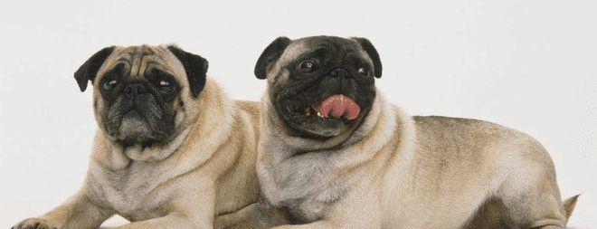 八哥犬应该吃什么食物？巴哥犬的饮食安排有哪些建议？