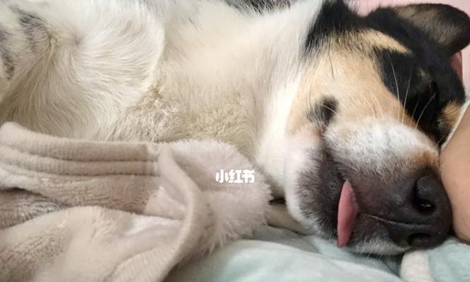 2岁狗狗肠胃炎怎么治疗？狗狗肠胃炎的症状和治疗方法有哪些？