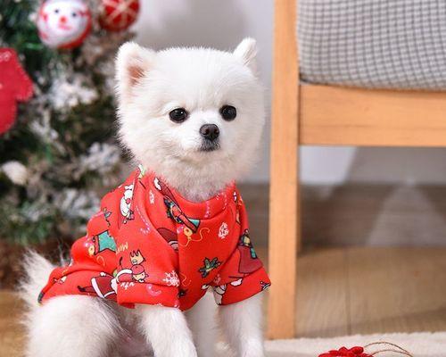 10天小狗狗吃什么好？幼犬的最佳饮食方案是什么？