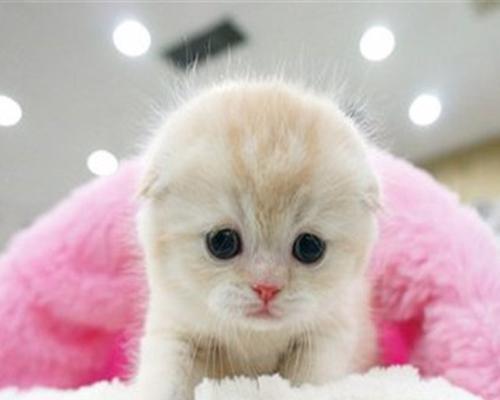 3个月折耳猫会发病吗？折耳猫的健康问题和预防措施有哪些？