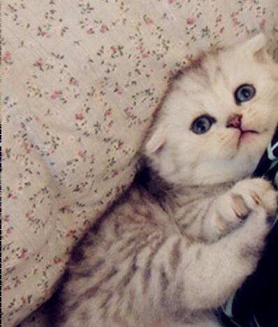 3个月折耳猫会发病吗？折耳猫的健康问题和预防措施有哪些？