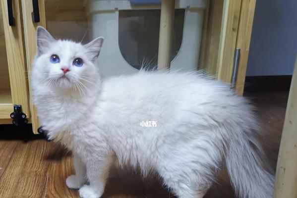 3个月布偶吃多少猫粮？布偶猫的食量和饮食安排是怎样的？