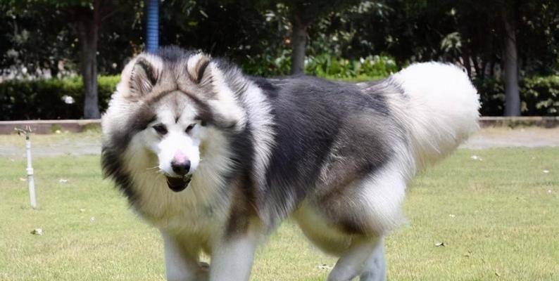 阿拉斯加犬攻击性怎样？阿拉斯加犬的性格特点有哪些？
