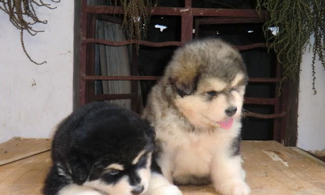 9个月阿拉斯加犬拉尿问题如何解决？狗狗排泄训练有哪些方法？