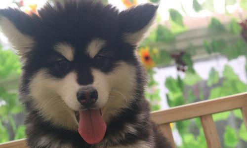 4个月阿拉斯加犬能吃什么？阿拉斯加幼犬的辅食有哪些推荐？