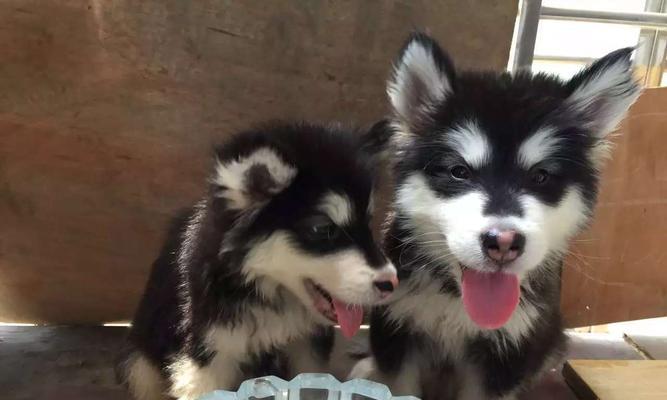 阿拉斯加幼犬老想和我玩？阿拉斯加幼犬行为特点是什么？