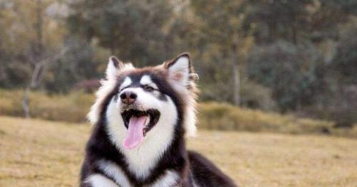 阿拉斯加犬吃什么长大？阿拉斯加犬饮食建议是什么？