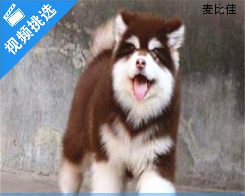 阿拉斯加犬吃什么长大？阿拉斯加犬饮食建议是什么？