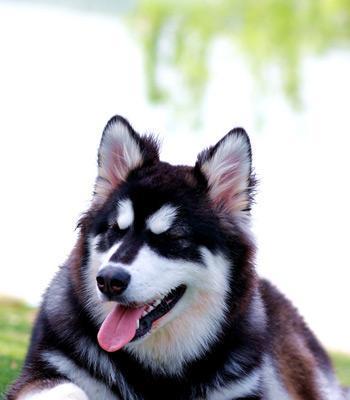 阿拉斯加犬忠诚度排名？阿拉斯加犬忠诚度如何？