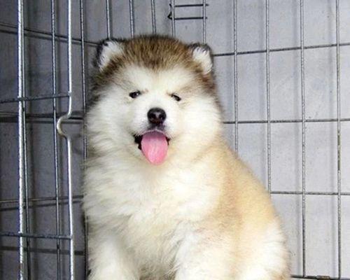阿拉斯加犬忠诚度排名？阿拉斯加犬忠诚度如何？