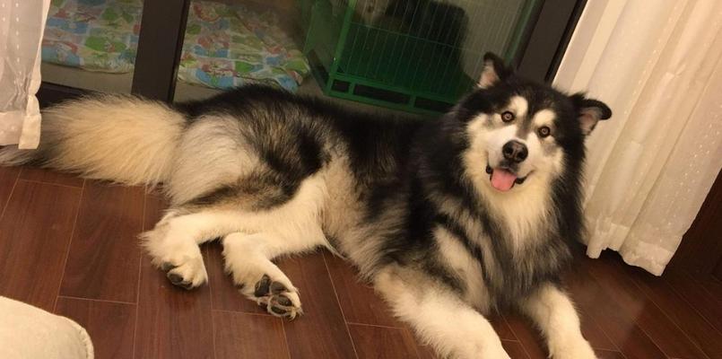阿拉斯加幼犬狗粮怎么选？阿拉斯加幼犬狗粮选择标准是什么？