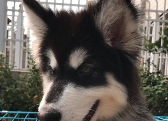 阿拉斯加幼犬毛色怎么看？阿拉斯加幼犬毛色特点是什么？