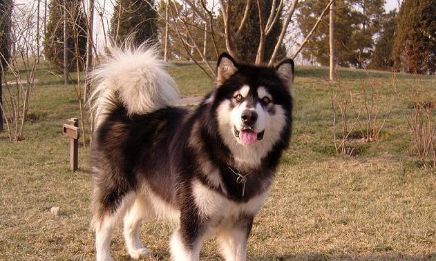 阿拉斯加幼犬的鉴别方法有哪些？如何挑选健康的阿拉斯加幼犬？