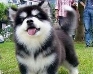 阿拉斯加幼犬的鉴别方法有哪些？如何挑选健康的阿拉斯加幼犬？