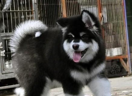 阿拉斯加幼犬的鉴别方法有哪些？如何挑选健康的阿拉斯加幼犬？