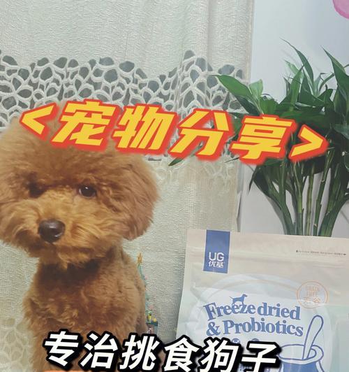 2岁的狗狗粮喂多少？不同体重狗狗的食量是多少？