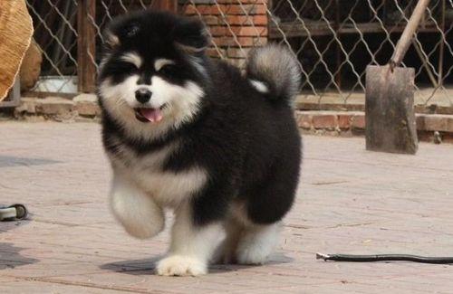 1010阿拉斯加犬是什么？阿拉斯加犬品种介绍有哪些？