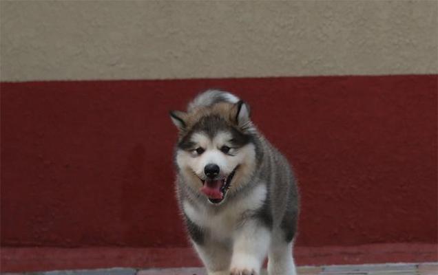 1010阿拉斯加犬是什么？阿拉斯加犬品种介绍有哪些？