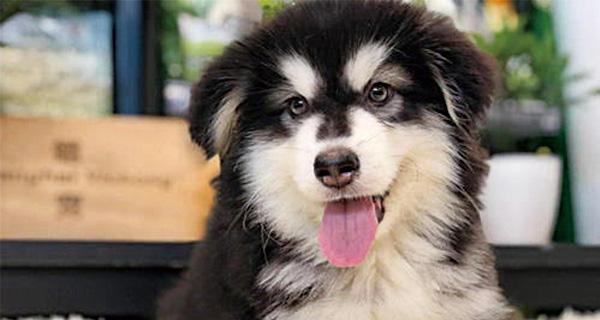 1010阿拉斯加犬是什么？阿拉斯加犬品种介绍有哪些？