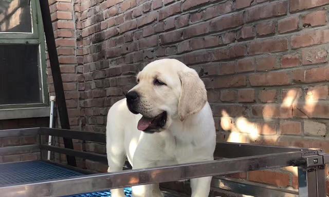 半个月大的拉布拉多怎么养？拉布拉多幼犬饲养注意事项有哪些？