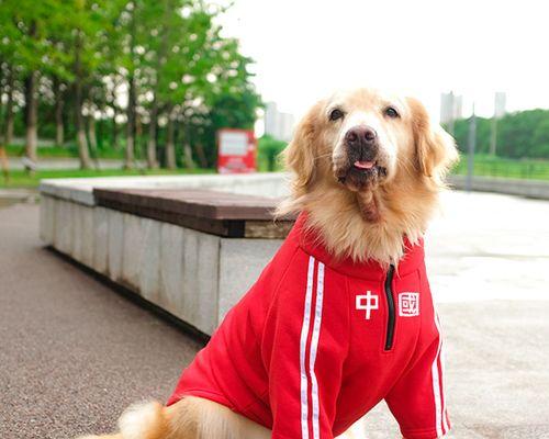 半个月大的拉布拉多怎么养？拉布拉多幼犬饲养注意事项有哪些？