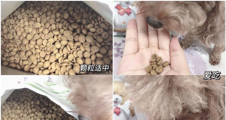 3个月的泰迪换狗粮吐了怎么办？泰迪换狗粮注意事项有哪些？