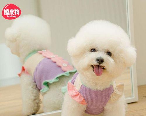 8个月的泰迪多大的衣服？泰迪不同阶段衣服尺寸是多少？