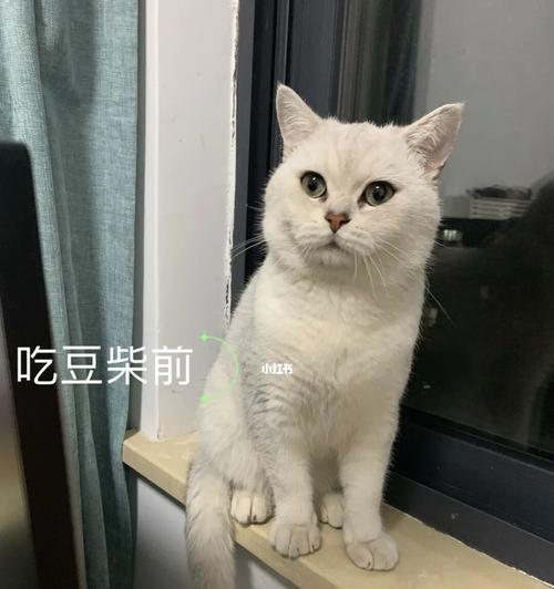 3个月猫咪吃多少猫粮？猫咪不同阶段食量是多少？