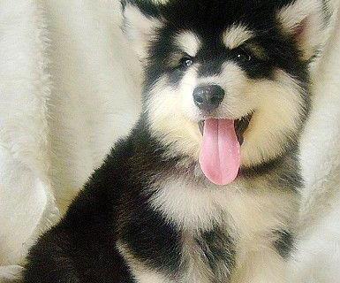1岁阿拉斯加犬吃什么狗粮？阿拉斯加犬饮食建议有哪些？