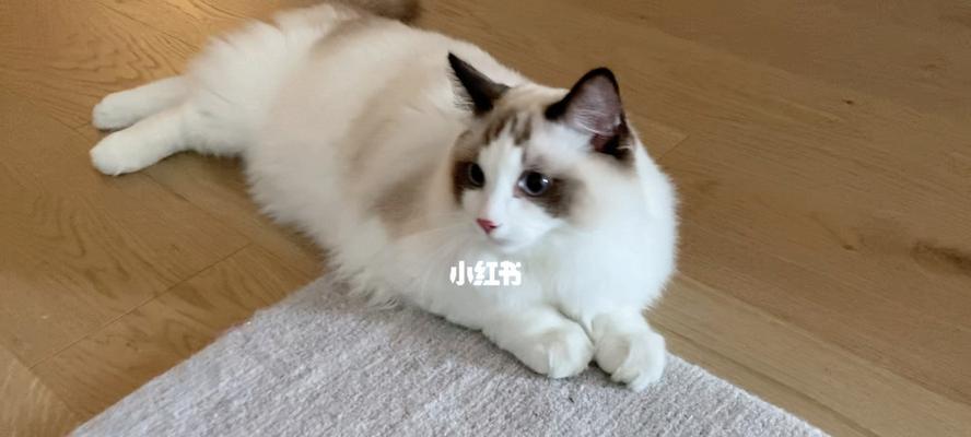 1岁到2岁布偶猫有哪些变化？它们的性格和行为会发生什么改变？