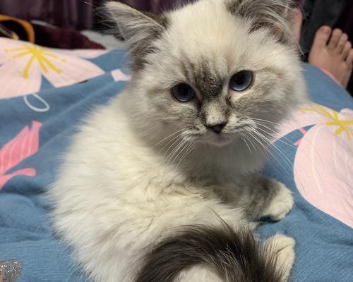 1岁到2岁布偶猫有哪些变化？它们的性格和行为会发生什么改变？