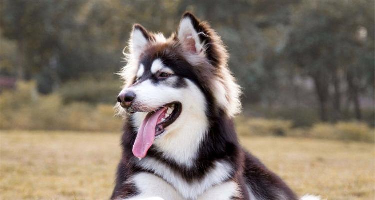 阿拉斯加幼犬干咳流鼻涕怎么办？阿拉斯加幼犬生病的症状和治疗方法是什么？