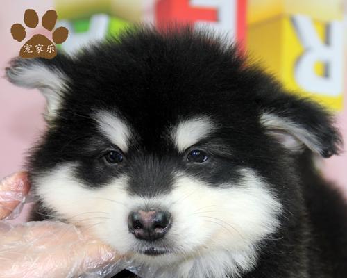 阿拉斯加犬尾巴有几个尖？阿拉斯加犬尾巴的特点是什么？