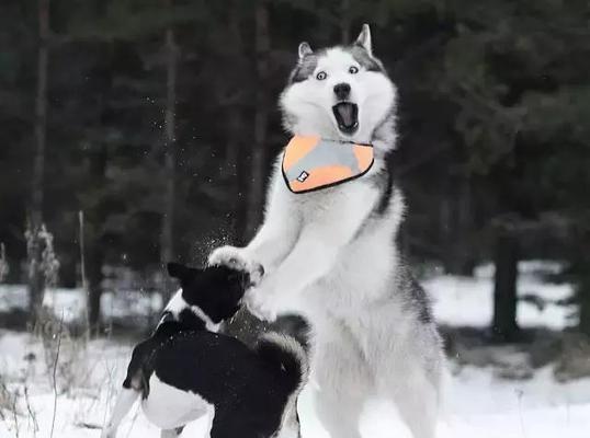阿拉斯加犬看见老虎会怎样？阿拉斯加犬面对危险反应是什么？