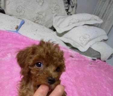 巴吉度幼犬吃什么？巴吉度犬幼犬饮食建议有哪些？