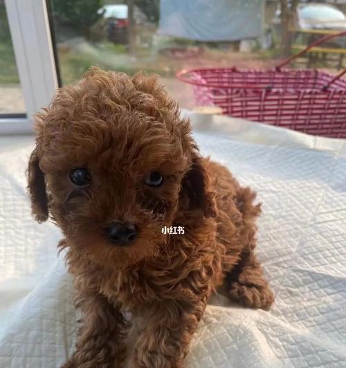巴吉度幼犬吃什么？巴吉度犬幼犬饮食建议有哪些？