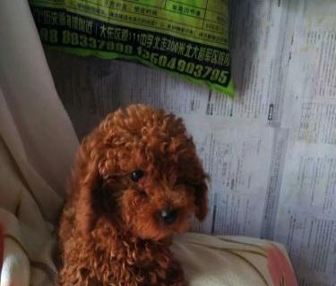 巴吉度幼犬吃什么？巴吉度犬幼犬饮食建议有哪些？