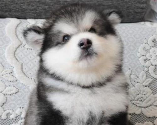 3个月阿拉斯加是幼犬吗？阿拉斯加幼犬有哪些特点？