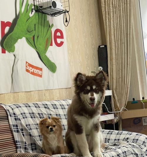 阿拉斯加幼犬吃薯条可以吗？阿拉斯加幼犬饮食禁忌有哪些？