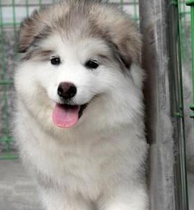阿拉斯加犬六岁需要注意什么？六岁阿拉斯加犬的饮食和运动建议有哪些？