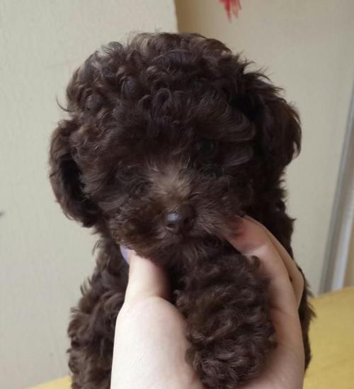 5个月泰迪犬怎么养？泰迪幼犬饲养注意事项有哪些？