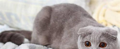 6个月大折耳猫吃什么猫粮？折耳猫猫粮推荐有哪些？