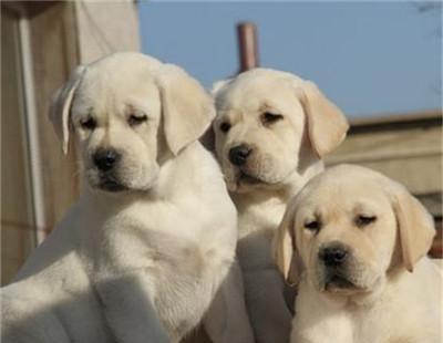 7个月拉布拉多犬怎么养？拉布拉多幼犬饲养方法是什么？